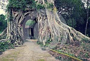 Old tree with big root gate