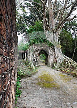 Old tree with big root gate