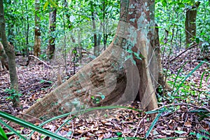 Old tree with big roots in green jungle