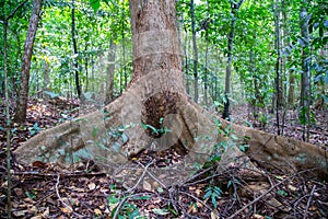 Old tree with big roots in green jungle