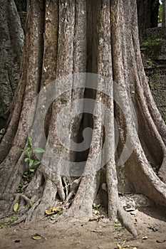 Old tree with big roots in jungle forest