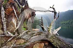 Old tree in Black lake