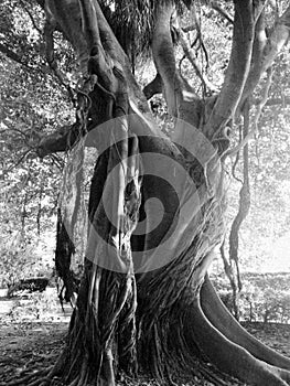 Old tree Black&White Sicily siracusa ancient