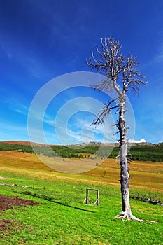 Old tree, blue sky and mountains.