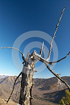 Old tree, blue sky and mountains.