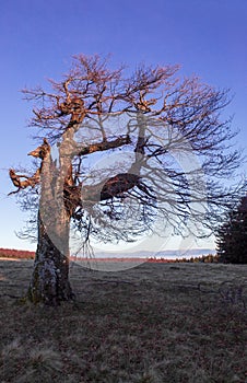 An old tree  with a blue sky  with a view of the mountains in a vertical position