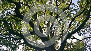 Old Tree Branches And Leaves In The Forest. pullback