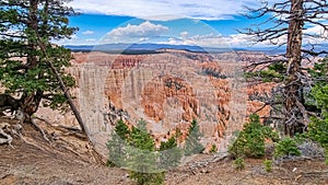 Old tree Bristlecone Pine with scenic view of wall of windows on Peekaboo hiking trail in Bryce Canyon National Park, Utah