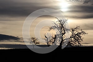 Old Tree with broken Branches