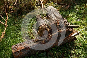 The old tree is broken, fallen and lying on the green grass