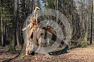 Starý strom zlomený větrem v lese. Škody způsobené vichřicí v lesní oblasti