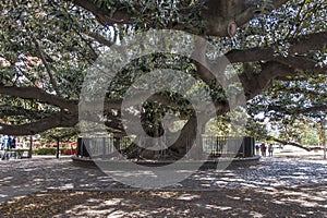 Old tree in Buenos Aires, Argentina