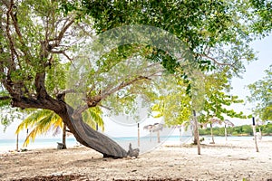 An old tree on a Caribbean beach