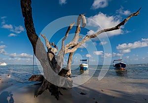 Old Tree at Caribbean sea panoramic view