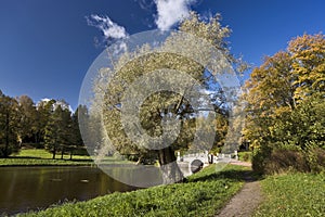 Old tree and classical bridge