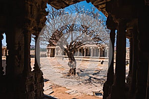 Old tree in the courtyard of Vittala temple ancient ruins in Hampi, Karnataka, India