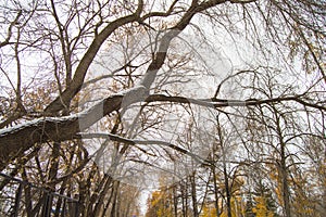 An old tree covered with the first snow bent over the alley in the Park