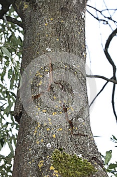 Old tree with cracked bark