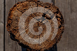 Old tree cut closeup, wood texture
