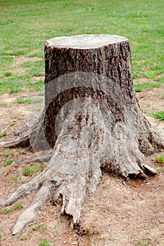 Old tree cut with roots large