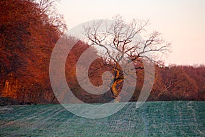 Old tree in dawn in January