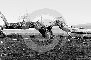 Old tree dead and split lying across ground photo
