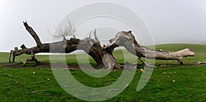 Old tree dead and split lying across ground photo