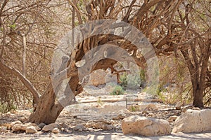 Old Tree in the Desert Oasis of Ein Gedi photo