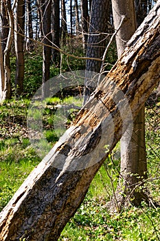 The old tree is destroyed and eaten by bark beetles.