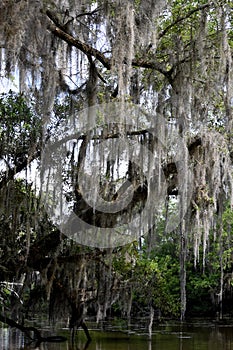 Old Tree Draped in Spanish Moss in Louisiana