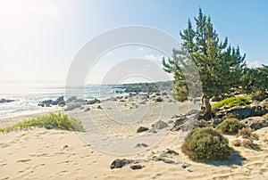 Old tree on empty wild beach on sunny day