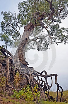 Old tree with exposed tangled roots