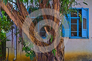 An old tree and Facade with blue windows and shutters in Zichron Yaakov