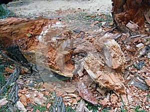 Old tree fallen to the groun. Stock photo