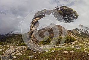 Old tree in Fann mountains, Tajikist