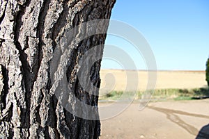 Old tree in a farm of spain