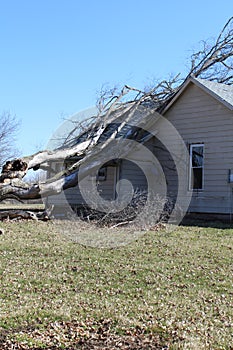 Old tree fell on a house