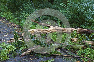 The old tree fell on the wires of the power line