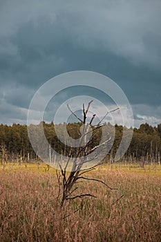 Old tree in the field and forest in the background. Cloudy. Blues sky. Nature of Latvia