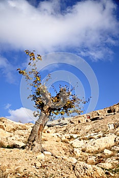 Old Tree in the field at Maaloula photo