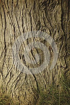 Old tree foot, abtract background photo