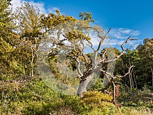 Old tree in the forest near the Baltic Sea