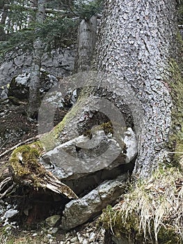 an old tree in the forest