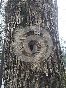an old tree in the forest