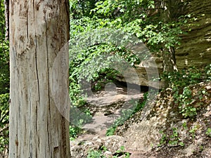 Old tree in the forest. Yellow stones.