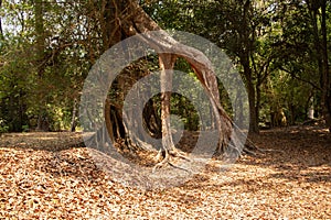 Old tree forming a doorway near the ancient temples near Angkor Wat, Cambodia