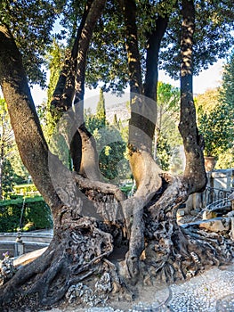 An old tree with four trunks and one huge root in the garden at Villa D`Este in Tivoli, Italy