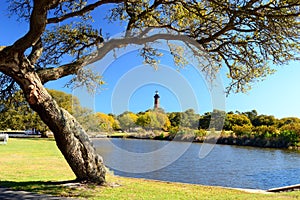 An old tree frames a lighthouse