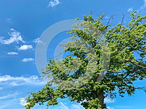 Old tree with fresh young leaves on dark blue sky background