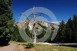 Old Tree In Front Of Garfield Peak Crater Lake Oregon USA